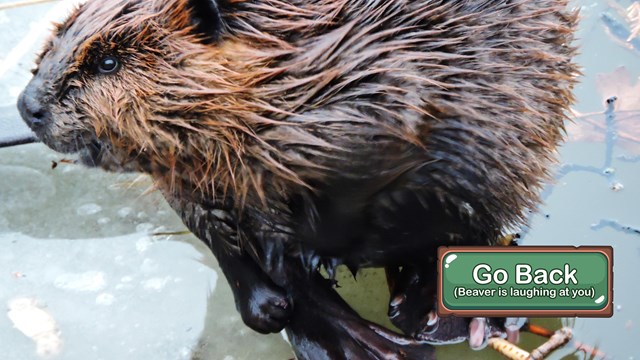 Close up of a beaver in water.