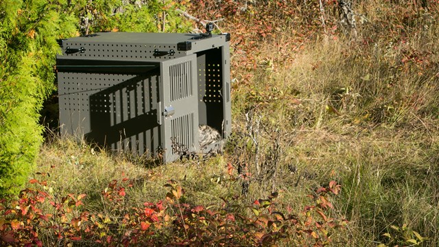 A wolf in a crate with the door open to be relocated to Isle Royale National Park. 