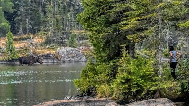 A person, on land, observes a moose grazing for aquatic plants in the water from a safe distance.