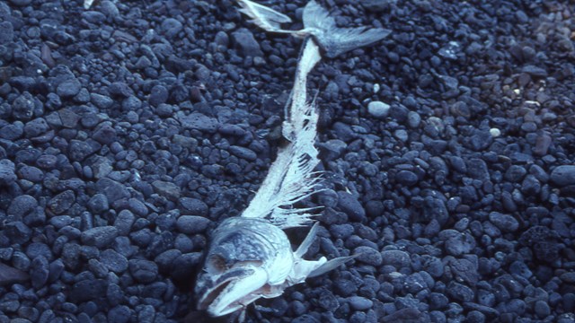A fish skeleton laying on a beach