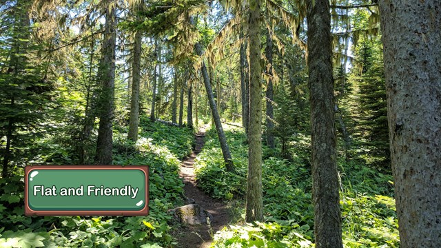 A flat trail surrounded by green forest.