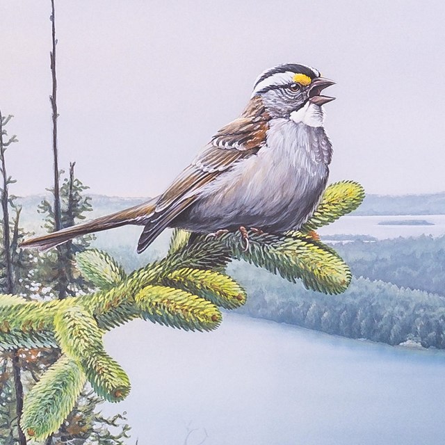 Artwork shows a white-throated sparrow high above a lake scene