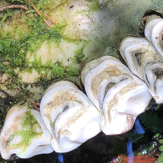 a moose jaw has green moss growing atop it