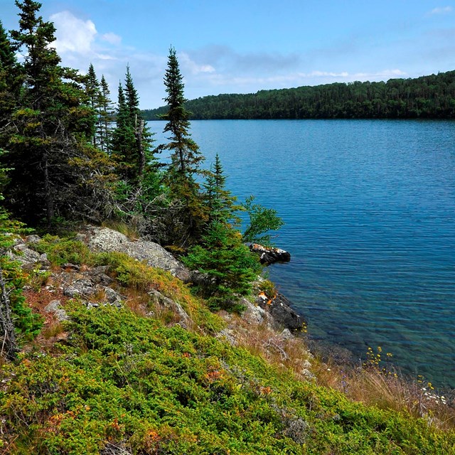 brush growing upon rocky shoreline