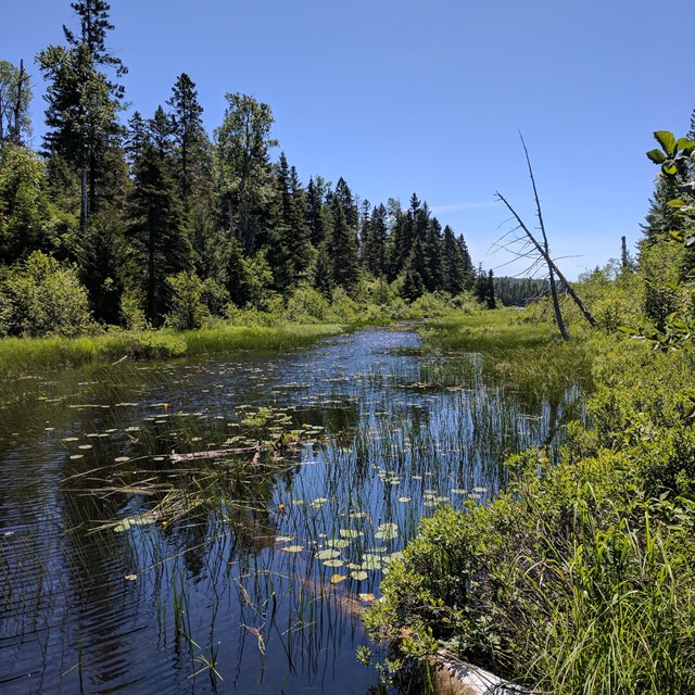 lake with aquatic vegetation surrounded by forest