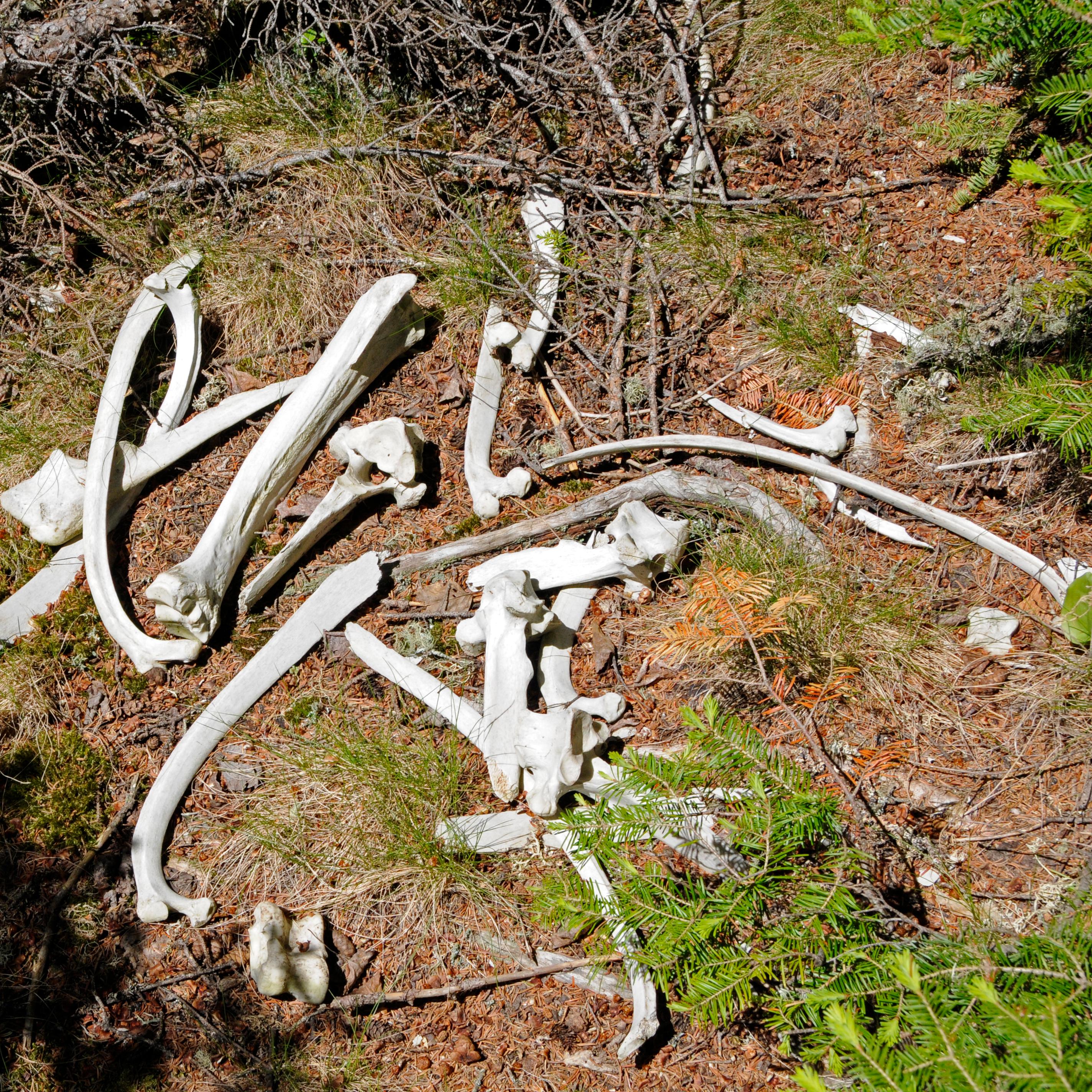 A pile of moose bones lay in dirt. 