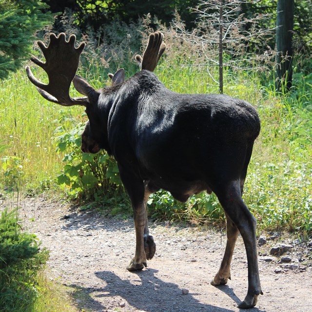 Bull Moose walking down a trail.
