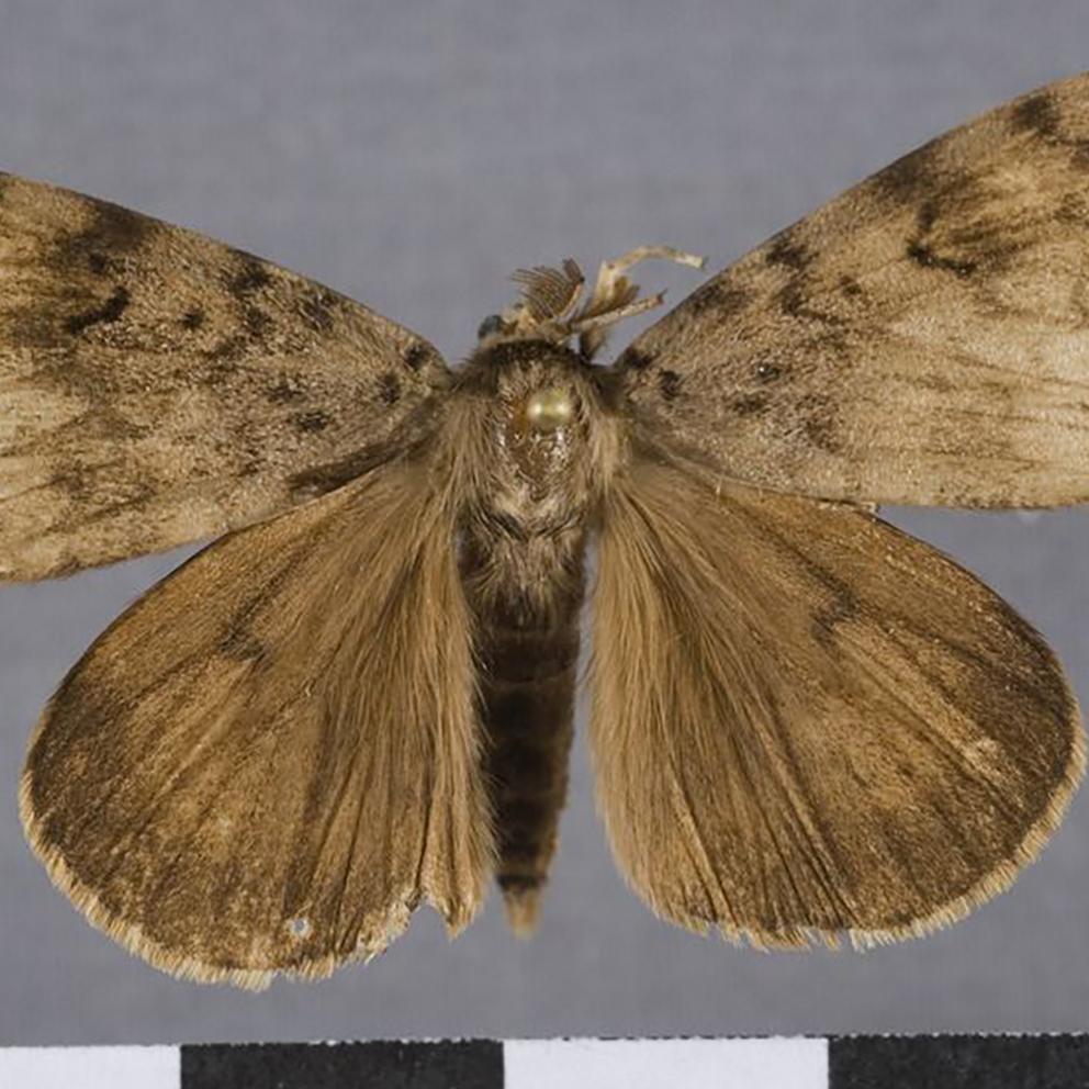 Spongy moth (Lymantria dispar dispar) specimen. 