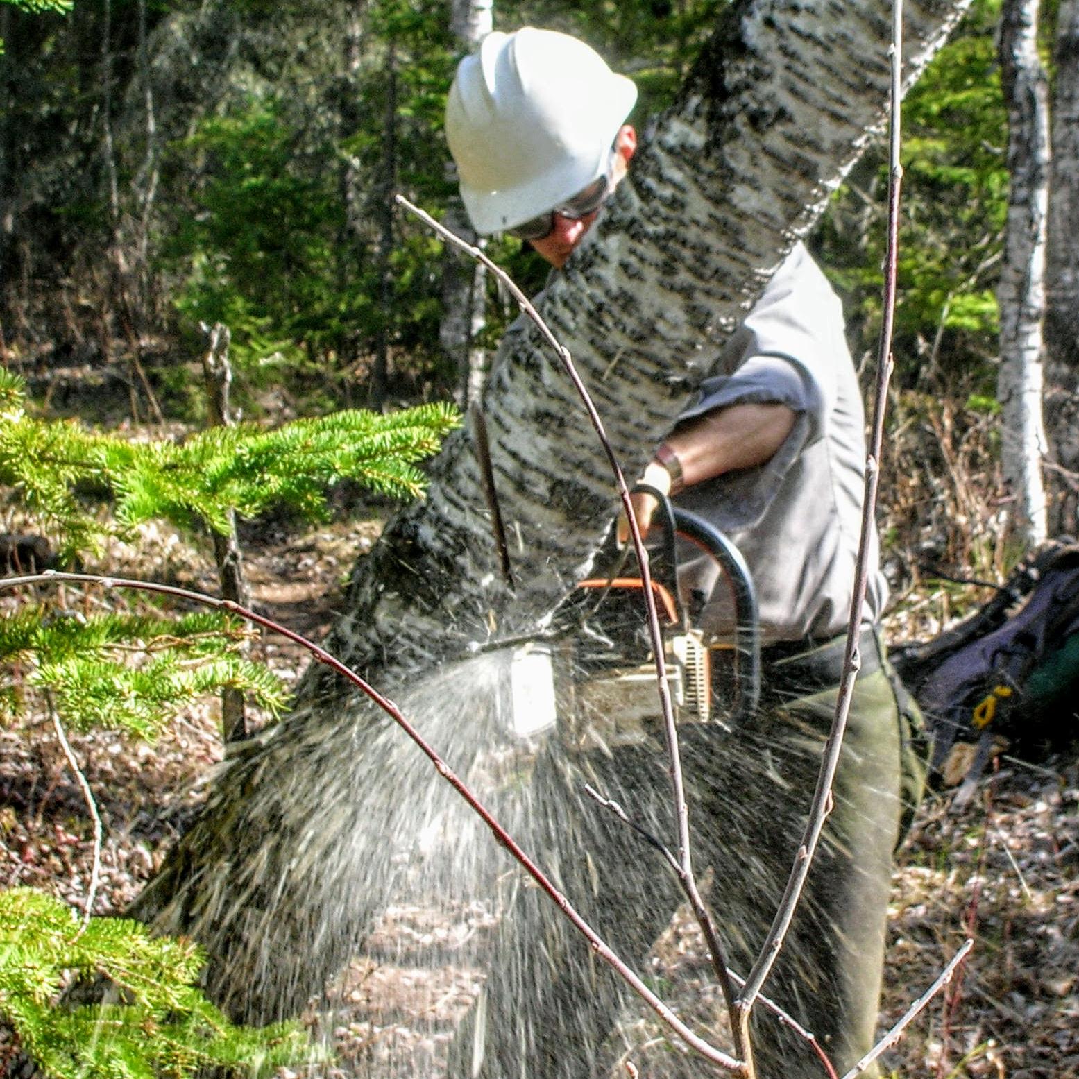 trail crew worker clearing tree fall with chainsaw, wood chips shooting from the active cut