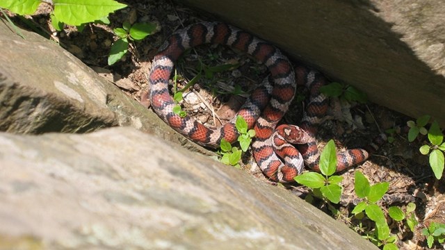 A colorful snake hides between two concrete slabs