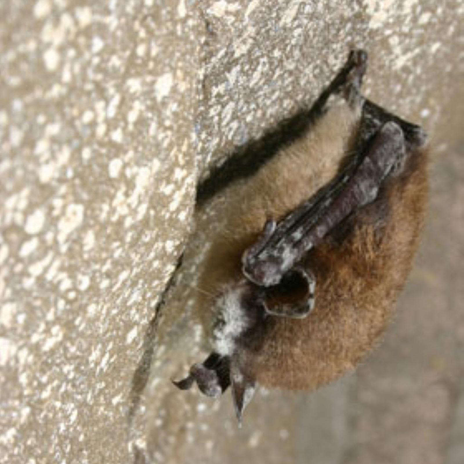 A bat hanging from the cave wall with white nose syndrome, a white fungus, on its nose