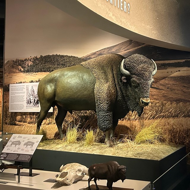A replica of a bison stands in a museum. Various other exhibits surround it.