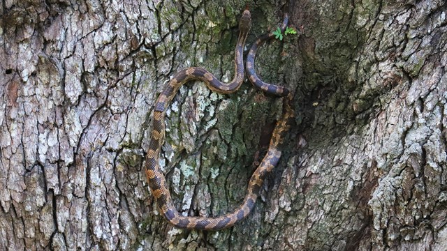 A Copperhead Snake slithering up a tree