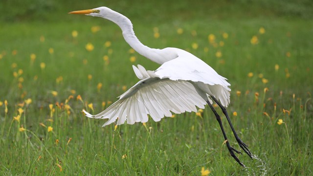 A large white bird taking flight in flooded grass