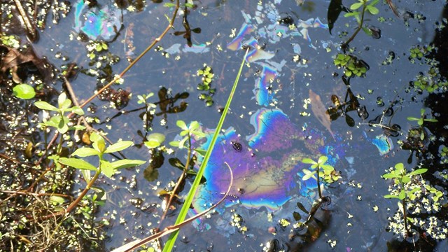 Rainbow sheen on top of water surrounded by vegetation