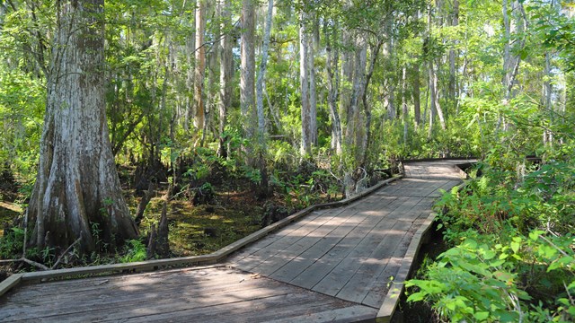 Alligator floating in water