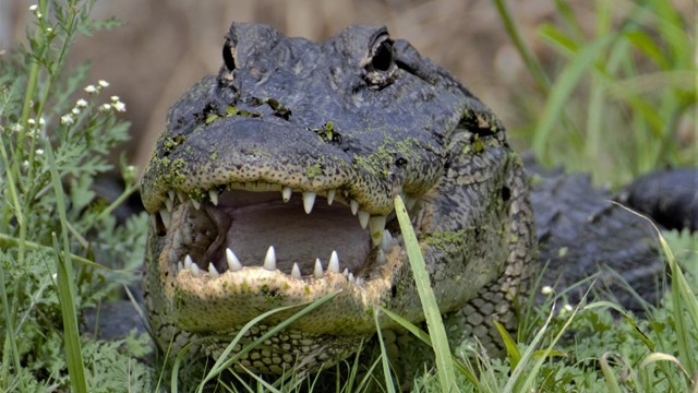Alligator with Mouth open.
