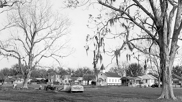 Black and white photo of pecan trees towering over small houses and church