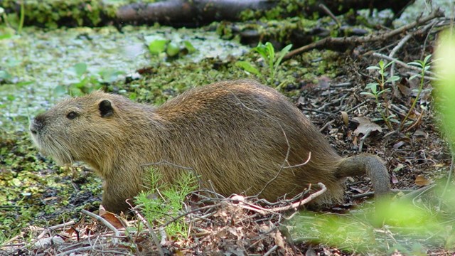 Nutria on bayou bank