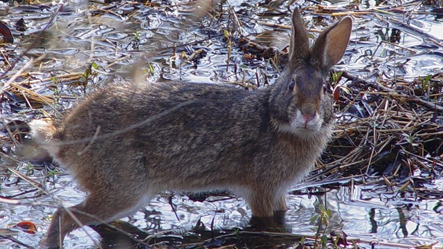 Brown rabbit on ground looking at camera