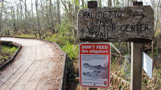 A wooden boardwalk with an alligator safety sign.