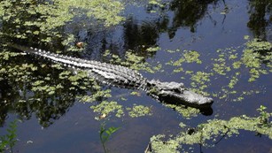 Alligator floating in water