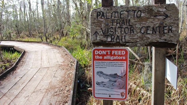 A wooden boardwalk trail with an alligator safety sign and trail sign.