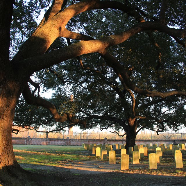 Evening light glows on the trunk of a live oak tree as it branches stretch over headstones