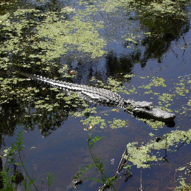 An alligator in the water
