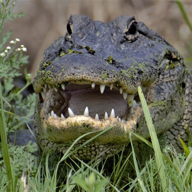 Alligator with Mouth open.