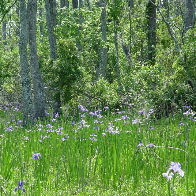 Giant blue irises blooming in swamp