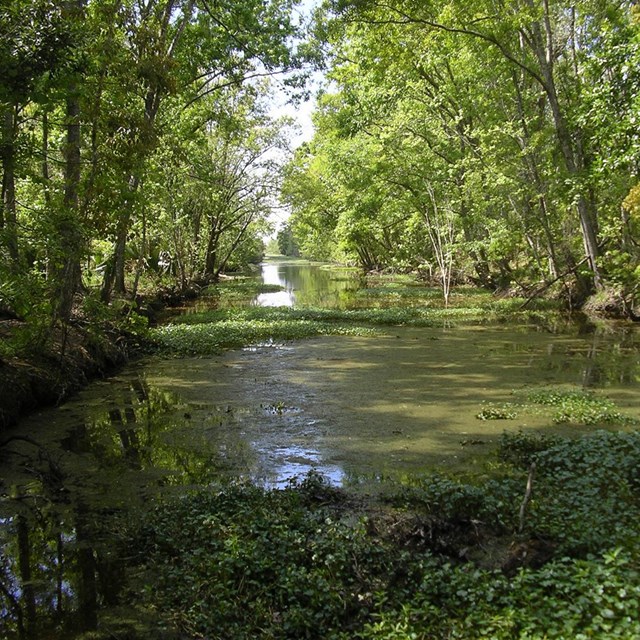 Waterway with trees growing on both banks