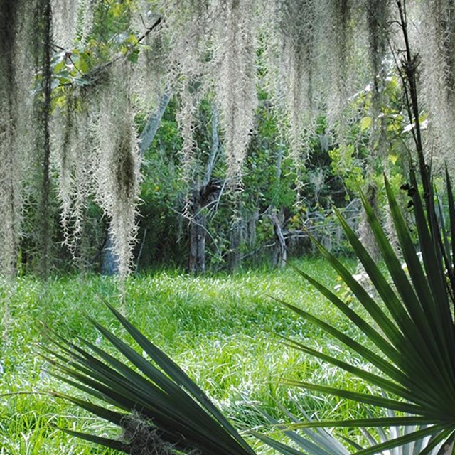 A swampy environment filled with plants