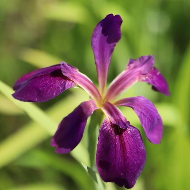 A purple iris bloom