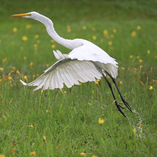 A Great Egret takes flight