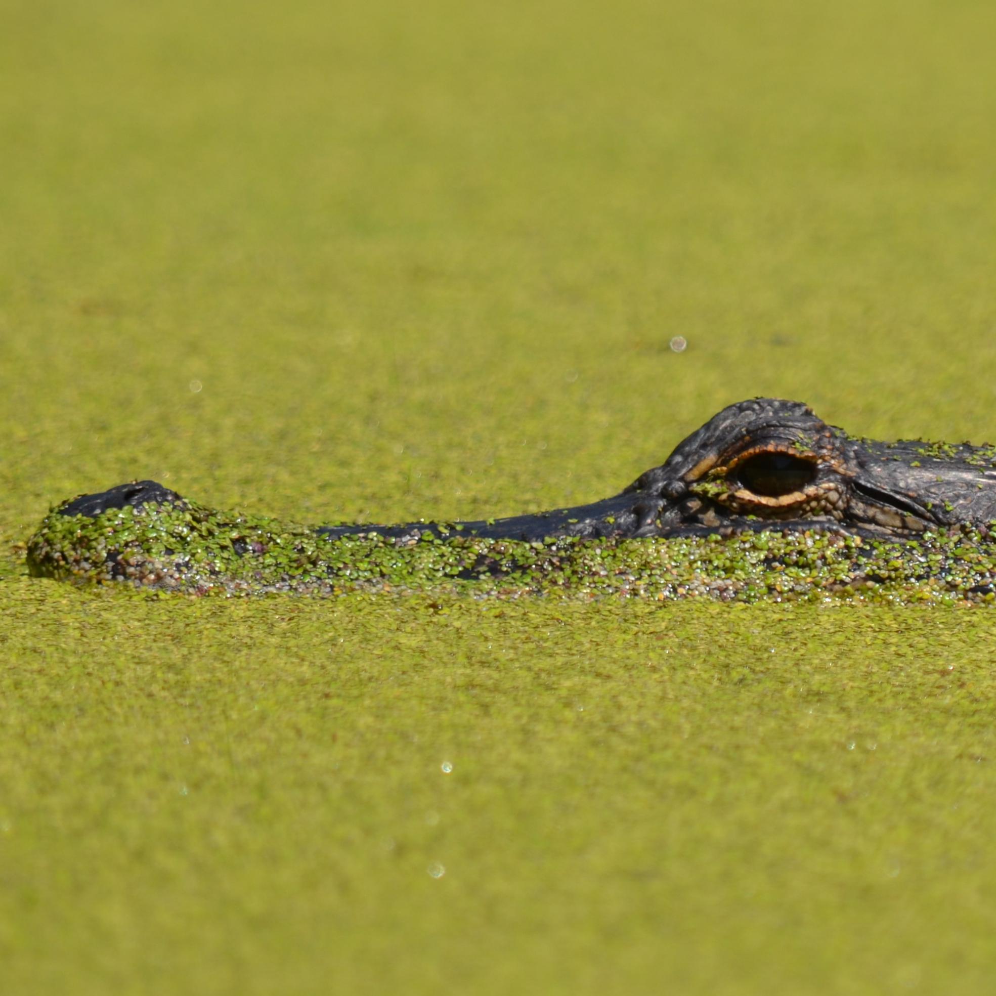 An alligator swimming