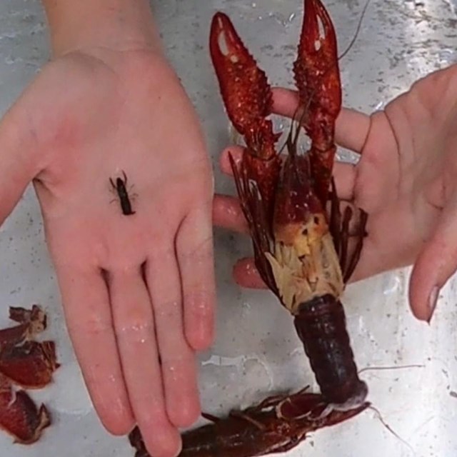 a small and large crawfish, to compare size 