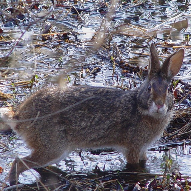 A brown rabbit in reflective water.