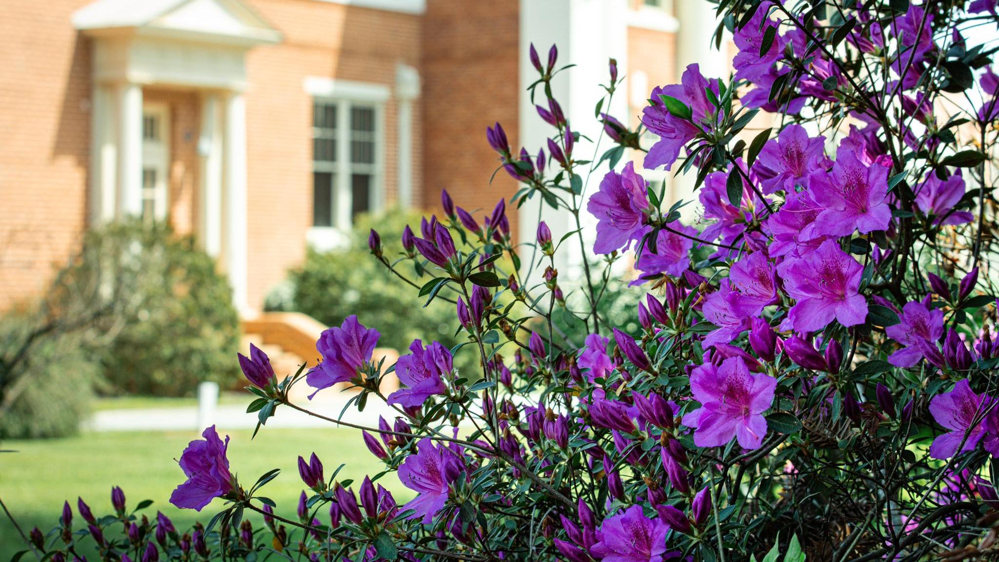 Purple flowers with Plain High School in the background.