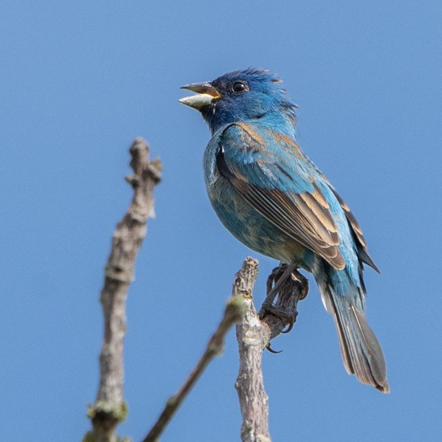 A male Indigo Bunting perches on the top of a tree with vibrant blue feathers covering its body.