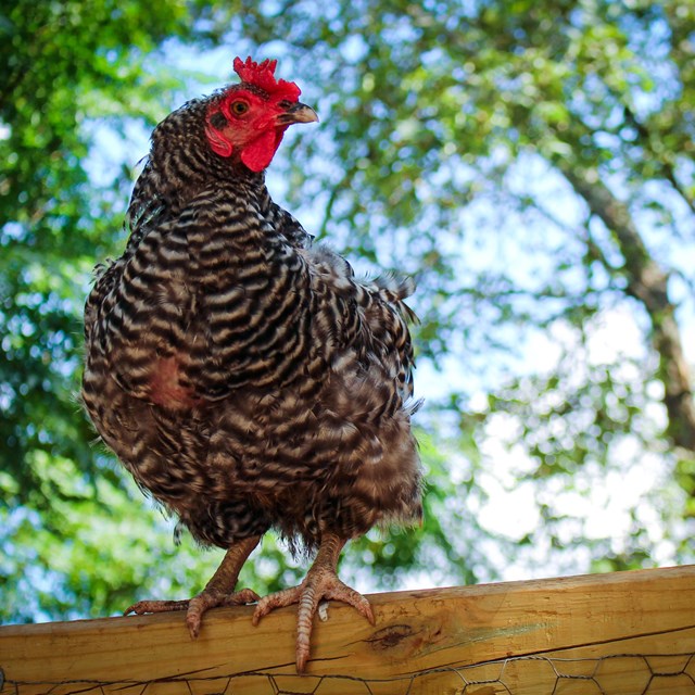 Chicken standing on wood with trees in background.