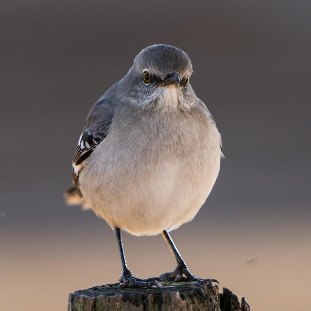 A gray bird perches on a wooden post.