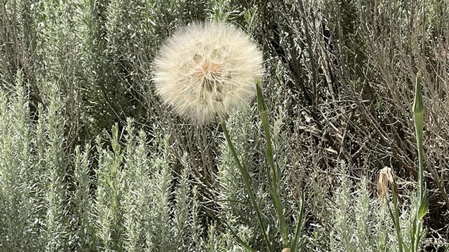A large dandelion-like seed head grows off of a stalk amid sagebrush.
