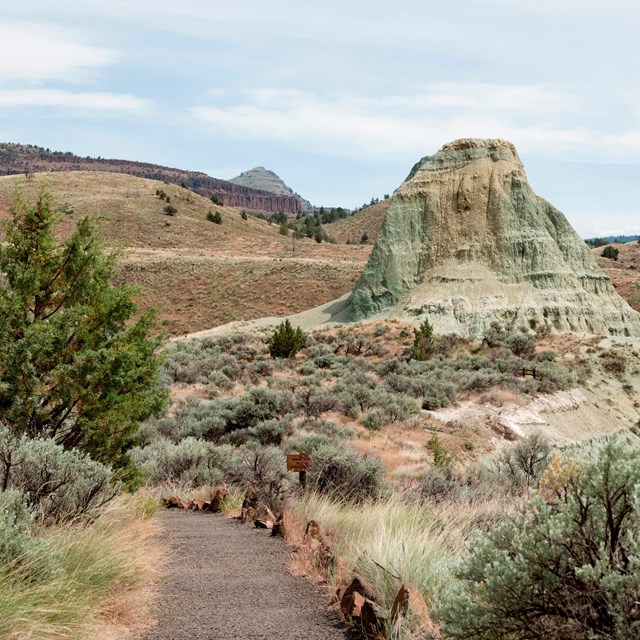 A gravel path between a Juniper tree and sagebrush leading to green claystone rock formations.