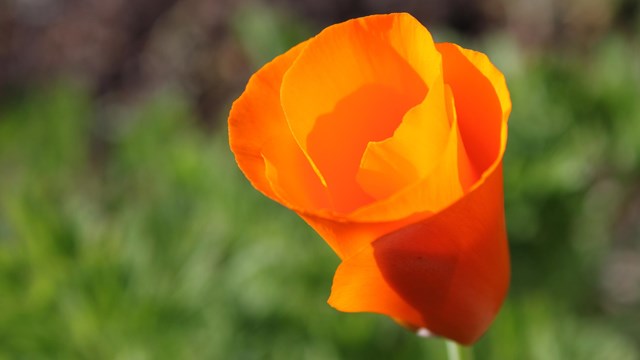 Image of a California Poppy