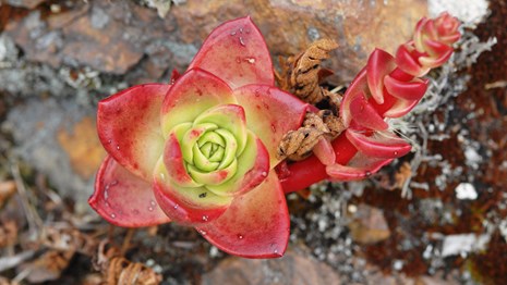Close up of red succulent plant