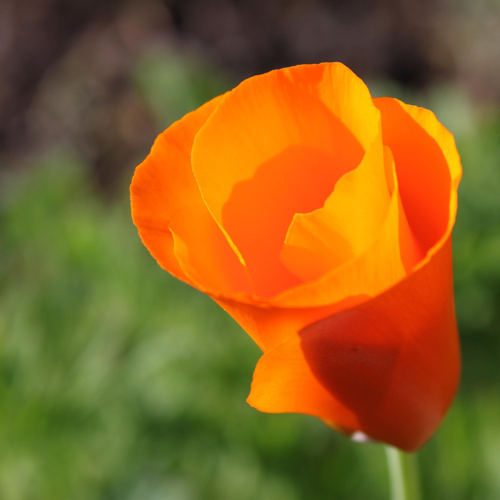 A photograph of a single flower against a blurred background. 