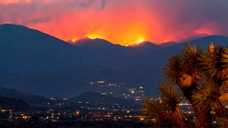 Fire burning on mountain ridges above a town and a Joshua tree.