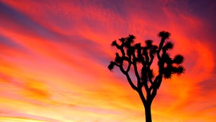 a silhouette of a tall, spiky plant against a vivid sunset sky
