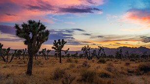 Sunset over a field of Joshua trees